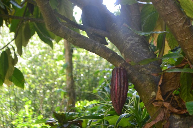 Half Day Lance Aux Epines Experience  - Grenada - Traveler Reviews