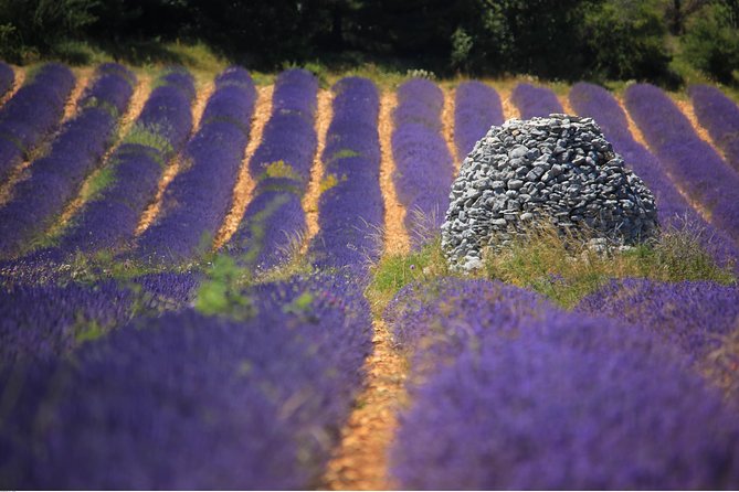 Half Day Lavender Road in Sault From Avignon - Scenic French Countryside: Magnificent Views
