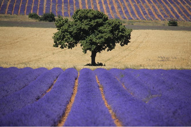 Half Day Lavender Road in Sault From Avignon - Reviews: A Mix of Experiences