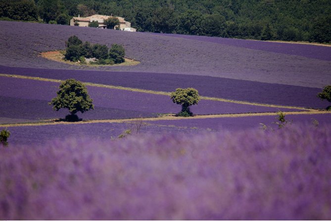 Half Day Lavender Road in Sault From Avignon - The Sum Up