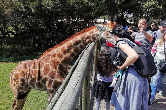 Half-Day Lion and Safari Park Tour - Tour Highlights