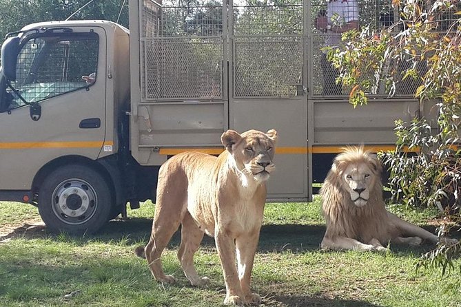 Half Day Lion Park Tour From Johannesburg or Pretoria - Reviews