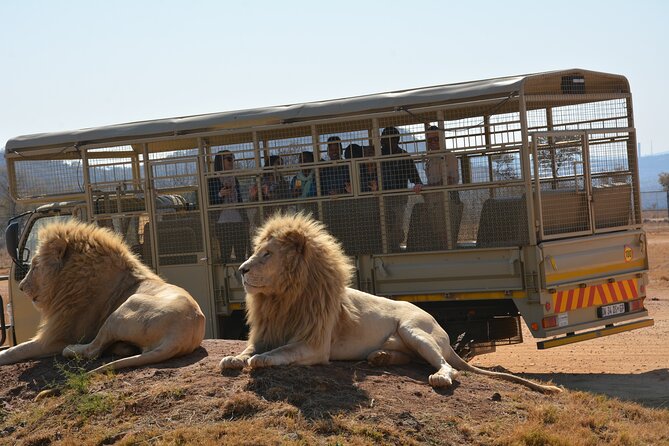 Half Day Lion Park Tour From Johannesburg or Pretoria - Pricing
