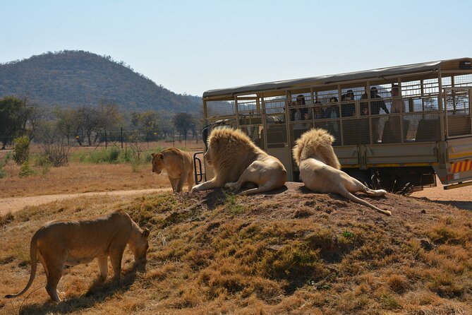 Half Day Lion Park Tour From Johannesburg or Pretoria - Common Questions