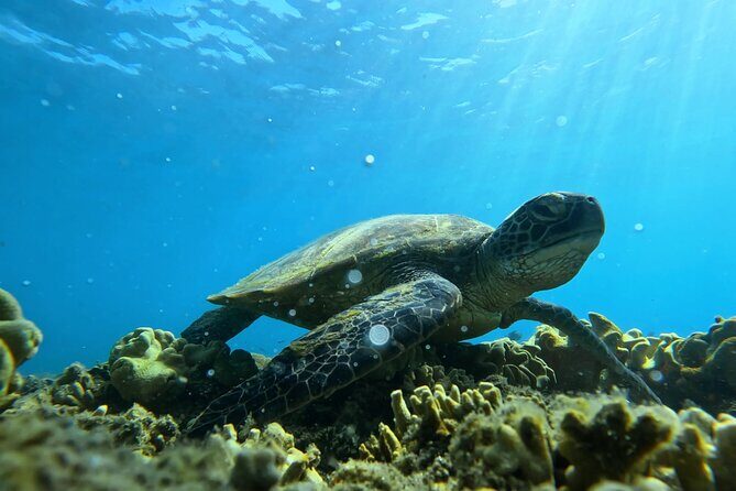 Half Day Low Island and Lagoon Snorkeling from Port Douglas - Good To Know