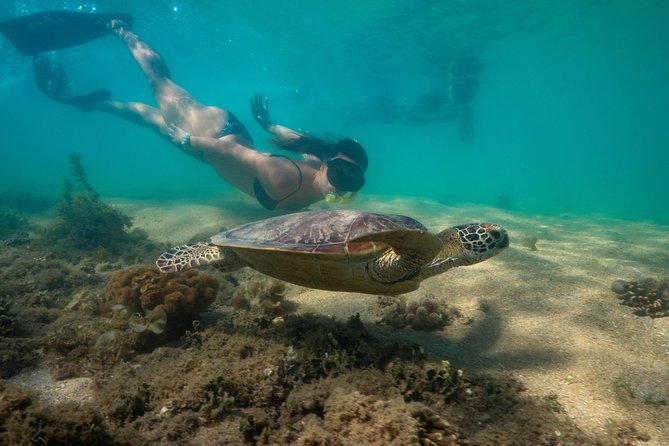 Half Day Low Isles Snorkelling Tour From Port Douglas - Booking and Availability