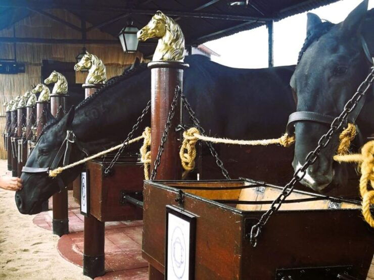 Half-Day Lusitanian Horses & Photography Museum Private Tour - Itinerary Highlights