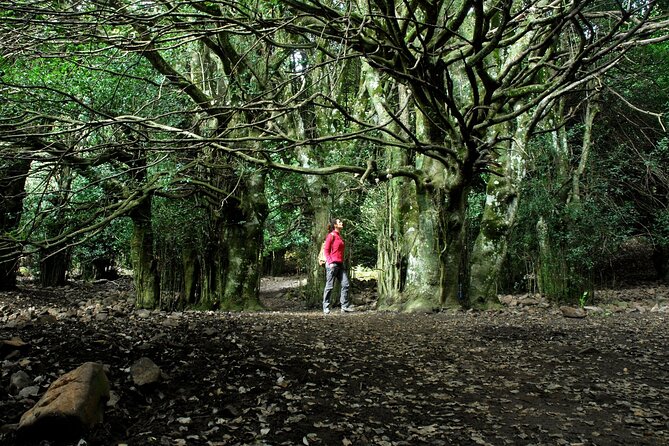 Half-day Madonie Hike to Piano Pomos Giant Hollies - Inclusions and Exclusions