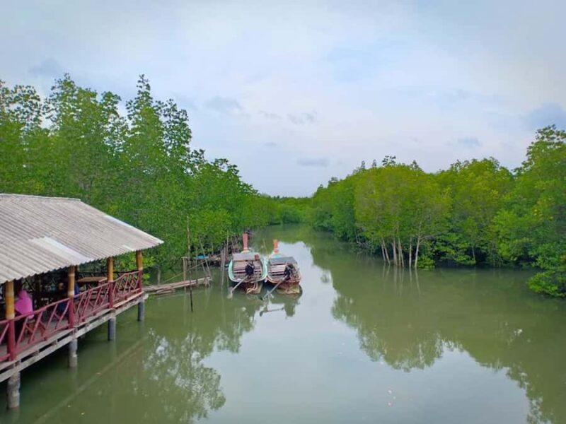 Half Day Mangrove Forest Boat Tour with Lunch or Dinner - What We Think: The Honest Perspective