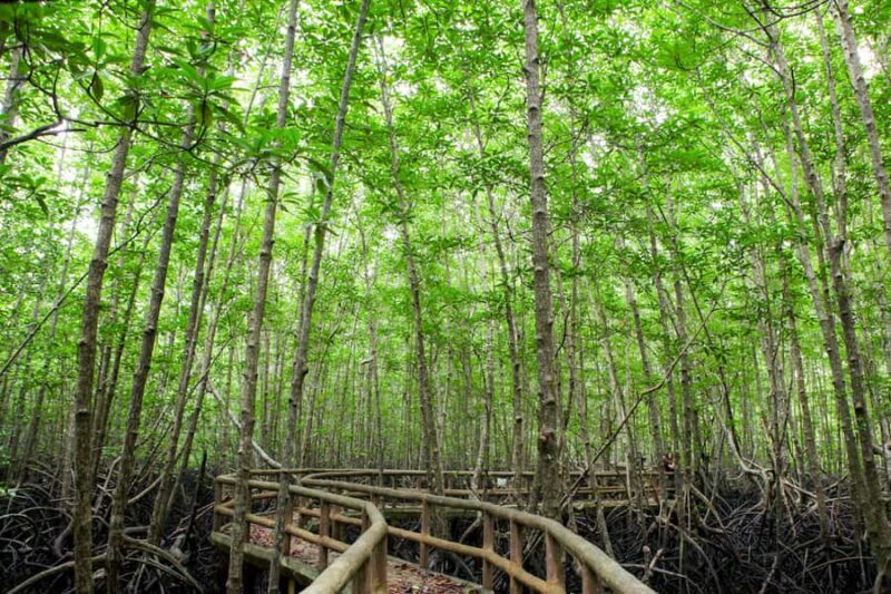 Half Day Mangrove Forest Boat Tour with Lunch or Dinner - Final Thoughts