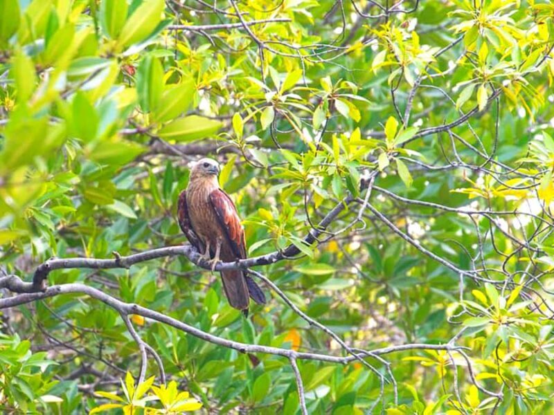 Half Day Mangrove Forest Boat Tour with Lunch or Dinner - Good To Know