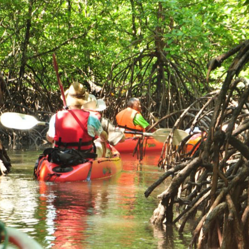 Half-day Mangrove Kayaking Tour from Ko Lanta with Lunch - What the mangroves reveal from a kayak