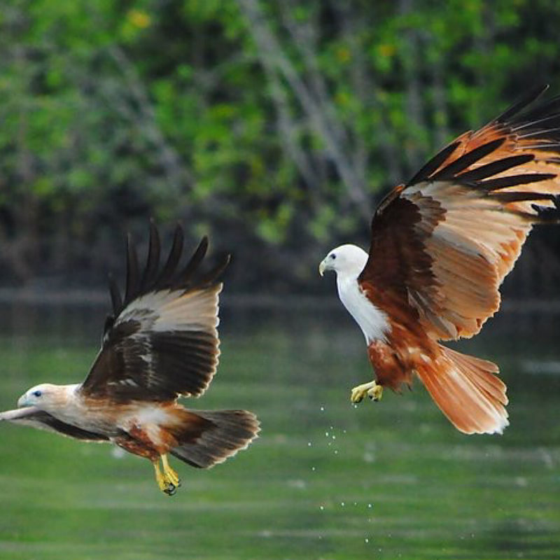 Half-day Mangrove Kayaking Tour from Ko Lanta with Lunch - Is the price good value?