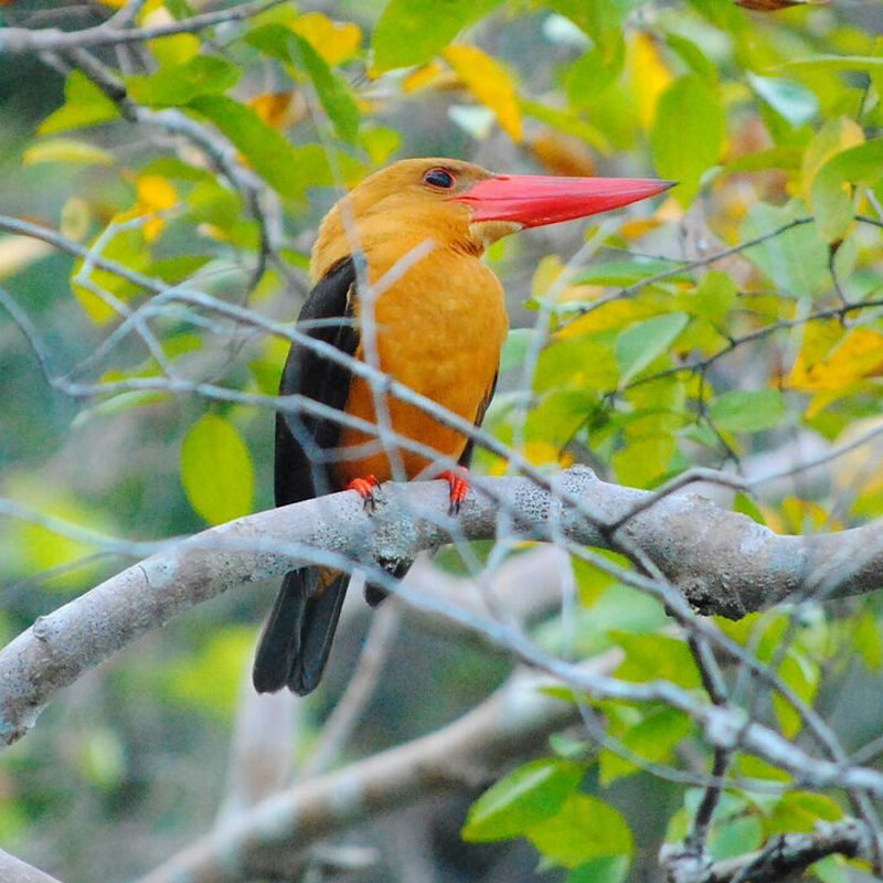 Half-day Mangrove Kayaking Tour from Ko Lanta with Lunch - Should you book the Ko Lanta mangrove kayak tour?