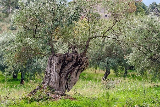 Half Day Masserie Trulli and Puglia Hike From Cisternino - Tour Overview