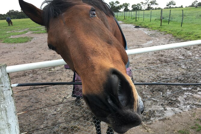 Half-Day Melbourne Racehorse Encounter - End Point and Pickup Details