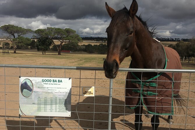 Half-Day Melbourne Racehorse Encounter - Additional Information and Cancellation Policy