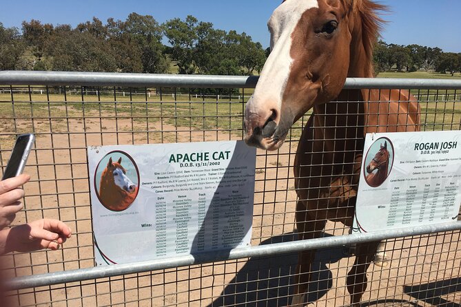 Half-Day Melbourne Racehorse Encounter - Visit Woodlands Historic Park