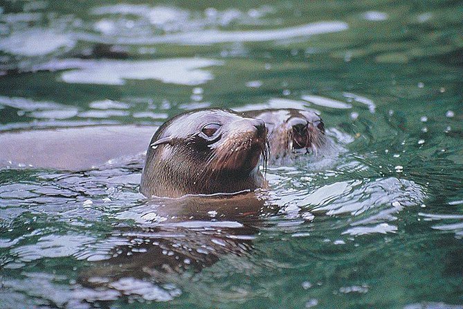 Half-Day Milford Sound Nature Cruise and Flight From Queenstown - The Sum Up