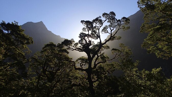 Half-Day Milford Track Guided Hiking Tour - Additional Information