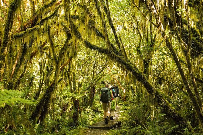 Half-Day Milford Track Guided Hiking Tour - Background