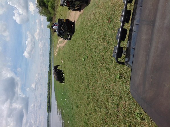 Half Day - Minneriya National Park Safari Tour From Habarana/Sigiriya - Tour Overview