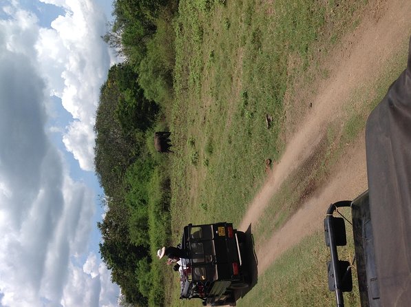Half Day - Minneriya National Park Safari Tour From Habarana/Sigiriya - What To Expect