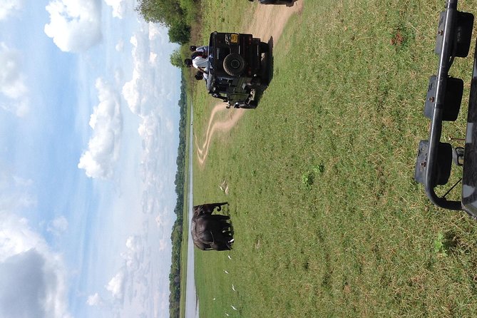Half Day - Minneriya National Park Safari Tour From Habarana/Sigiriya - Traveler Feedback