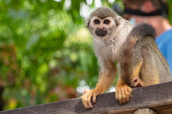 Half Day Monkeyland Private Tour From Punta Cana - Tour Overview