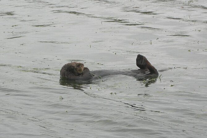 Half Day Monterey Peninsula Sightseeing Tour - Price and Value