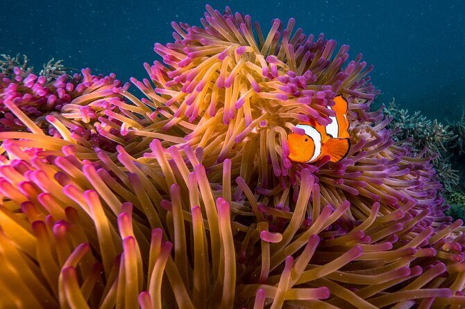 Half Day Morning Adventure - Fitzroy Island Return Ferry Included - Final Thoughts