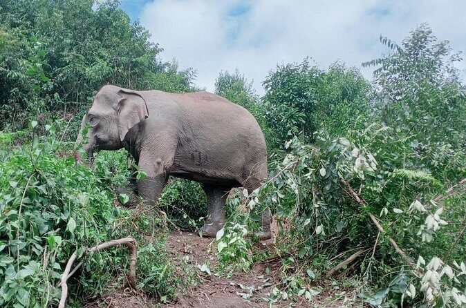 Half Day Morning Elephant Observation Tour in Chiang Mai - Additional Practical Information