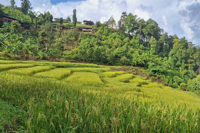 Half Day Morning Elephant Observation Tour in Chiang Mai - The Sum Up