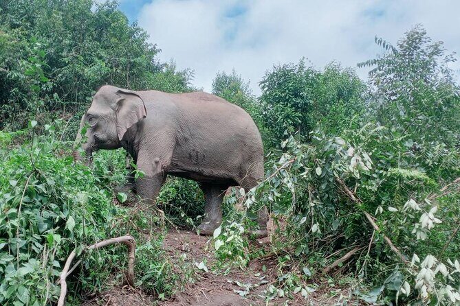 Half Day Morning Elephant Observation Tour in Chiang Mai - Introduction: Authentic Elephant Encounters in Chiang Mai