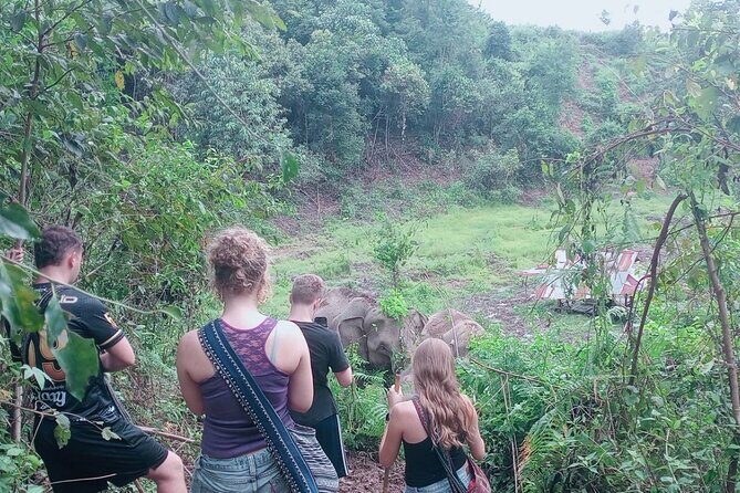Half Day Morning Elephant Observation Tour in Chiang Mai - The Itinerary: What to Expect from Start to Finish