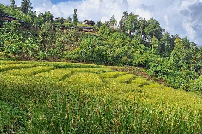 Half Day Morning Elephant Observation Tour in Chiang Mai - The Sum Up: Who Will Appreciate This Tour?