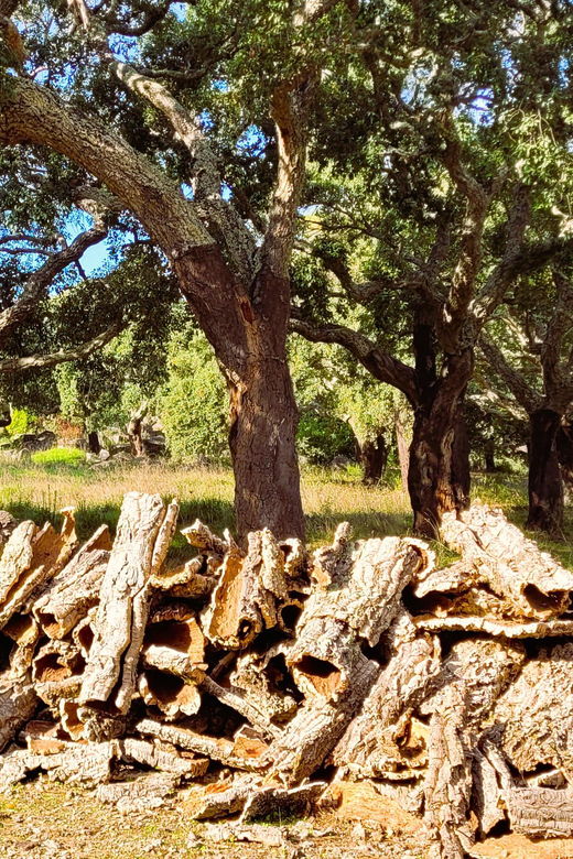 Half-Day Mountain Jeep Safari with firewater tasting - Whats Included & Practicalities