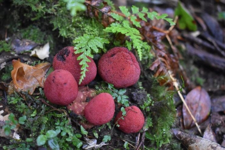 Half-Day Mt.Yuwandake and Materia Waterfall Excursion - Activity and Reservation Details