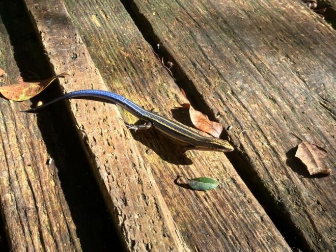 Half-Day Mt.Yuwandake and Materia Waterfall Excursion - Private Group Option and Gift Giving