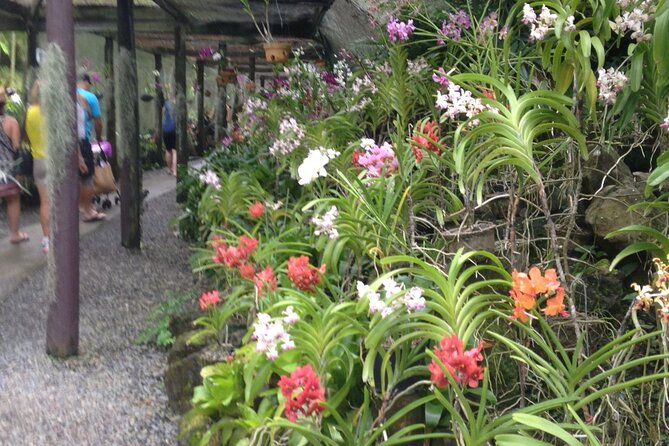 Half Day Nadi Tour: Mud Pools, Sleeping Giant Garden, Markets, Temple & Shopping - Mud Pools