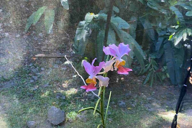 Half Day Nadi Tour Temple, Market, Gardens and Mud Pools - An In-Depth Look at the Tour Itinerary