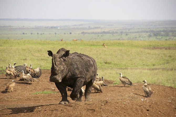 Half Day Nairobi National Park and Elephant Ophanage Tour From Nairobi - Itinerary Overview