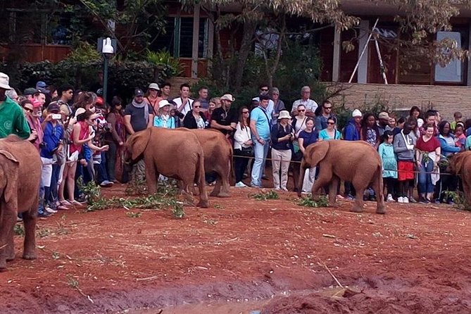Half Day Nairobi National Park and Elephant Ophanage Tour From Nairobi - Meeting and Pickup Details