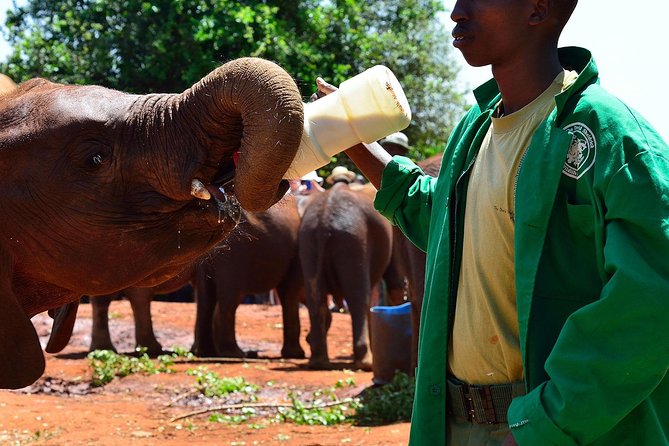 Half Day Nairobi National Park and Elephant Ophanage Tour From Nairobi - Important Information