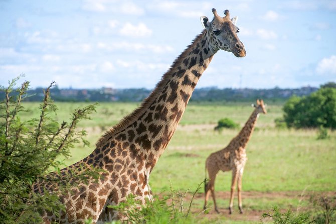 Half Day Nairobi National Park and Elephant Ophanage Tour From Nairobi - Group Size and Accessibility