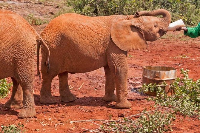 Half Day Nairobi National Park and Elephant Ophanage Tour From Nairobi - Price Details and Variations