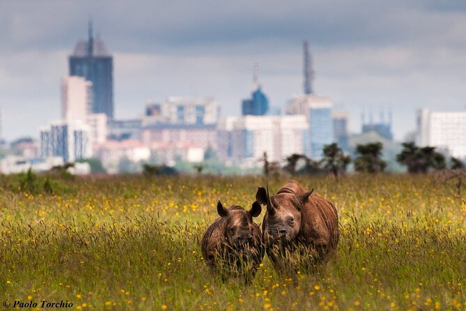 Half Day Nairobi National Park - Morning Vs. Afternoon Drives