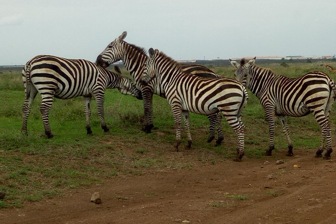 Half Day Nairobi National Park - Pricing and Booking Details