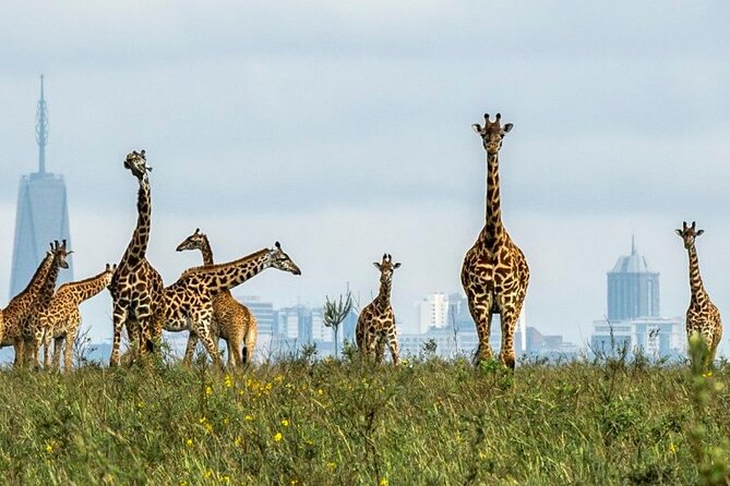 Half-Day Nairobi National Park Game Drive Guided Tour With Pick Up - Pricing and Inclusions