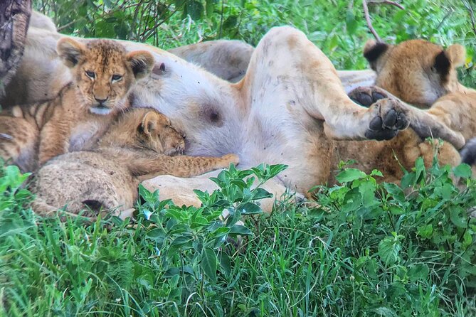 Half-Day Nairobi National Park Game Drive Guided Tour With Pick Up - Customer Reviews